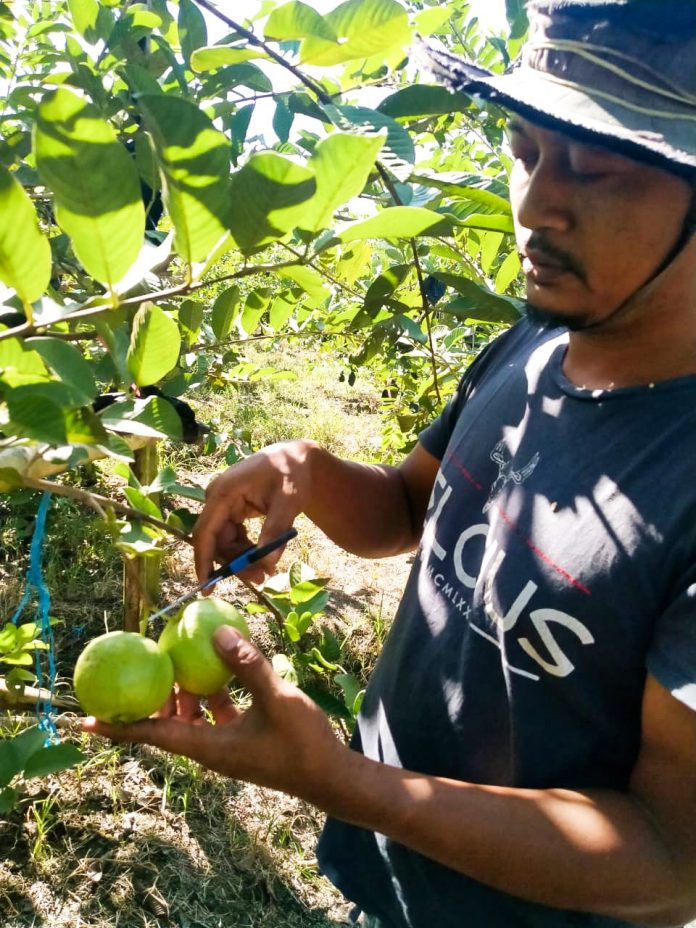 Budidaya Jambu Kristal Pertama di Maluku Utara - S E N T R A